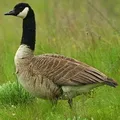 Bird () 7 букви - дума за търсене маска и решителност, за да отговори на кръстословици