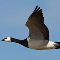 Bird () 7 букви - дума за търсене маска и решителност, за да отговори на кръстословици