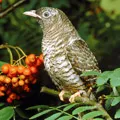 Bird () 7 букви - дума за търсене маска и решителност, за да отговори на кръстословици
