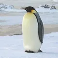 Bird () 7 букви - дума за търсене маска и решителност, за да отговори на кръстословици