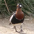 Bird () 7 букви - дума за търсене маска и решителност, за да отговори на кръстословици