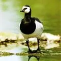 Bird () 7 букви - дума за търсене маска и решителност, за да отговори на кръстословици