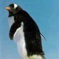 Bird () 7 букви - дума за търсене маска и решителност, за да отговори на кръстословици