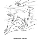 оцветяване кучета