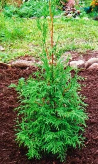 Възпроизвеждането Arborvitae резници