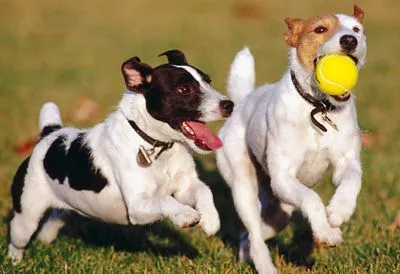 Разграничаване дали цвета на кучето