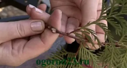 възпроизвеждане Arborvitae