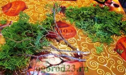 възпроизвеждане Arborvitae