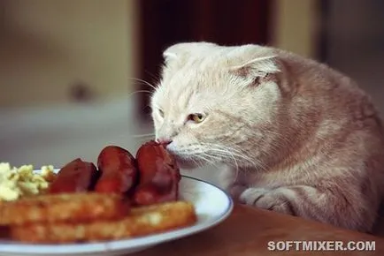 Общи митове за котки