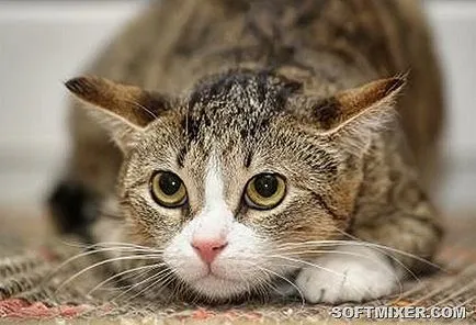 Общи митове за котки