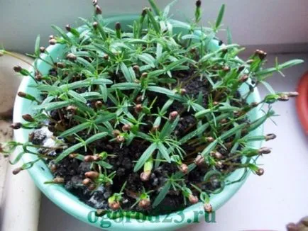 възпроизвеждане Arborvitae