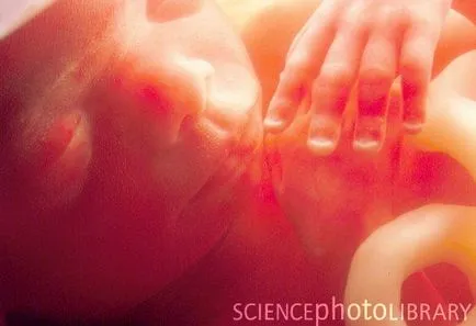 Развитие на плода седмица след седмица с невероятни снимки и картини