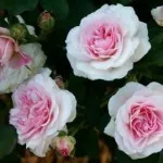 Rose Black Magic, снимки