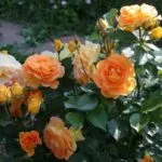 Rose Black Magic, снимки