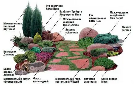 Алпинеум снимка на иглолистни и стъпките за създаване на мини-пейзаж от иглолистни растения