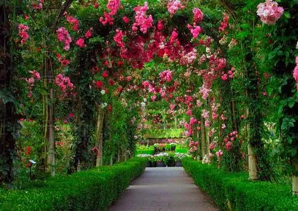 Рози в ландшафтен дизайн