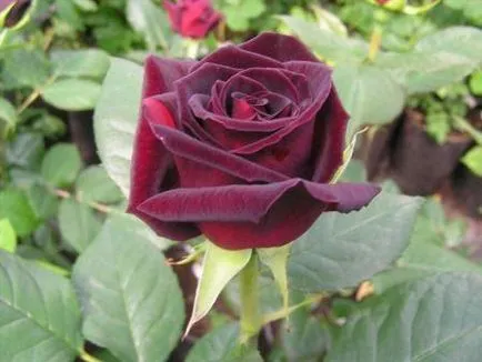 Rose Black Magic, снимки