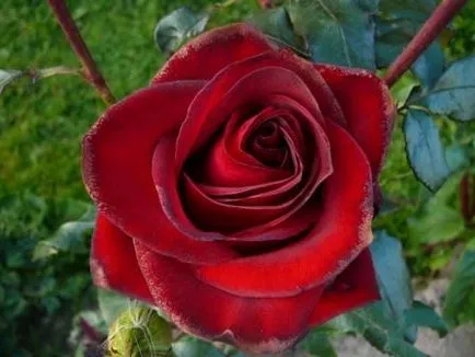 Rose Black Magic, снимки