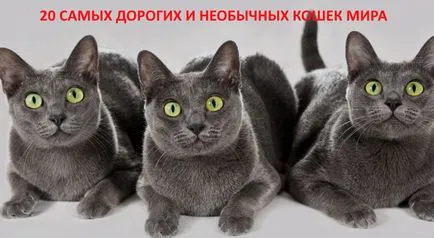 Най-скъпата котка в световната цена и снимки на 10-те най породи котки
