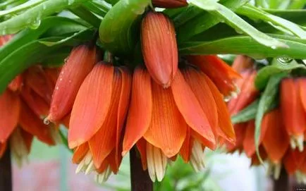 Imperial fritillary засаждане и грижи, снимка (Imperial) Imperial fritillary засаждане и грижи, снимка