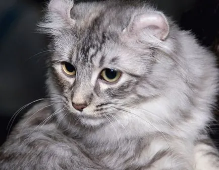 Най-скъпата котка в световната цена и снимки на 10-те най породи котки