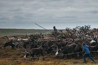 Северна България живот на Еленовъдите в тундрата