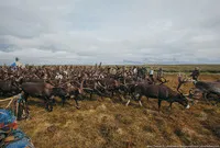 Северна България живот на Еленовъдите в тундрата