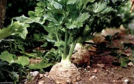 Целина корен расте от семена, грижи, снимка, изберете