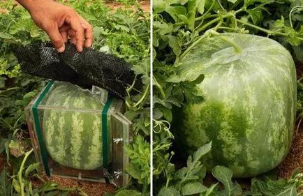 Тайните на нарастващата голяма и сладка диня в открито поле