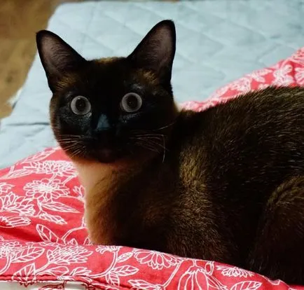 Сиамски снимка, описание порода, цена, вид, видео, детски ясли - murkote за котки и котки