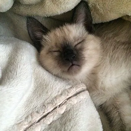 Сиамски снимка, описание порода, цена, вид, видео, детски ясли - murkote за котки и котки
