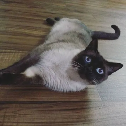 Сиамски снимка, описание порода, цена, вид, видео, детски ясли - murkote за котки и котки