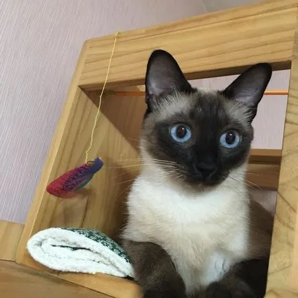 Сиамски снимка, описание порода, цена, вид, видео, детски ясли - murkote за котки и котки
