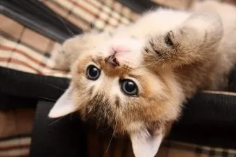 Как да се кача на котката с котка Как да се кача на котката с котка