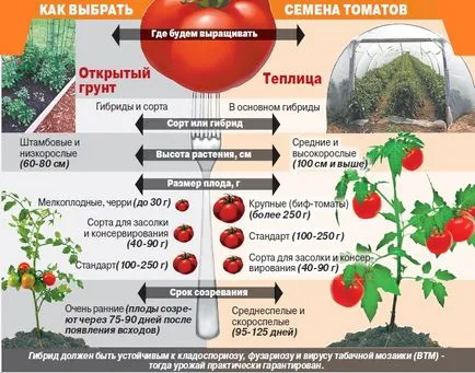 Кога да засадят домати разсад