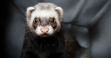 Ferret грижи и поддръжка в домашни условия