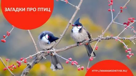 Гатанки с отговори за птици за деца 65 най-добри мистерии