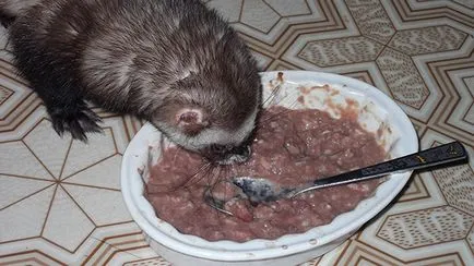 Невестулка в домашни грижи, съдържание, основно заболяване