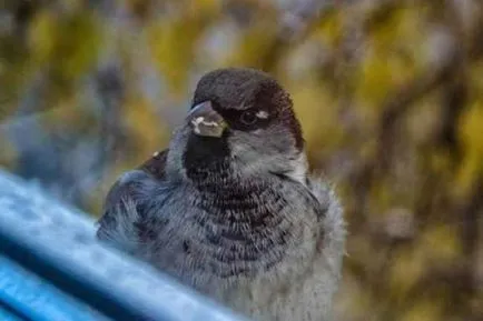 Bird отлетя в къщата - знак за добре познат, така че какво означава това