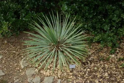 Yucca - домашни грижи, размножаване и пресаждане