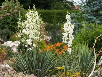 Yucca - домашни грижи, размножаване и пресаждане