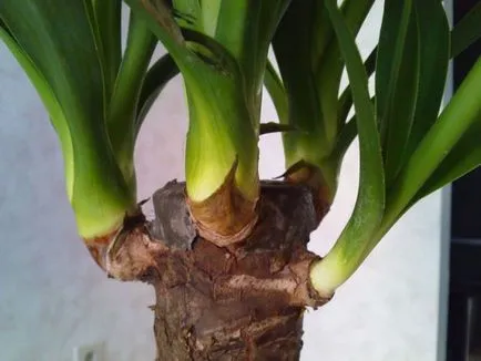 Yucca - домашни грижи, размножаване и пресаждане