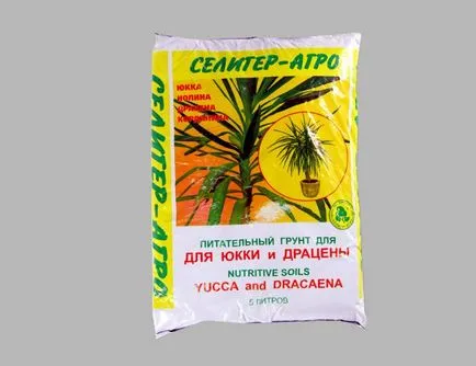 Yucca - домашни грижи, размножаване и пресаждане