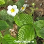 Как се издига моркови, извара
