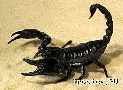 Скорпионите, домашни любимци