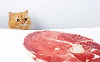 Как може една котка без храна