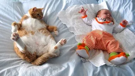 Колко котки спят в нощта