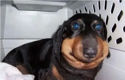 Изтеглете смешно снимки за кучета (38 снимки) - смешни картинки и хумор