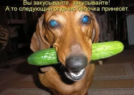 Изтеглете смешно снимки за кучета (38 снимки) - смешни картинки и хумор