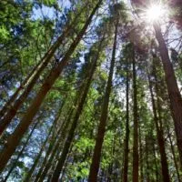 Pine характеристики и приложение